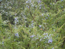 Load image into Gallery viewer, Rocky Mountain Juniper | Mini-Grow Kit | The Jonsteen Company