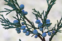 Load image into Gallery viewer, Rocky Mountain Juniper | Mini-Grow Kit | The Jonsteen Company