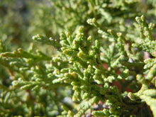 Load image into Gallery viewer, Rocky Mountain Juniper | Mini-Grow Kit | The Jonsteen Company