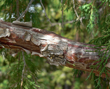 Load image into Gallery viewer, Rocky Mountain Juniper | Mini-Grow Kit | The Jonsteen Company