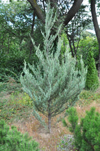 Load image into Gallery viewer, Rocky Mountain Juniper | Mini-Grow Kit