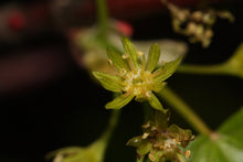 Load image into Gallery viewer, Rocky Mountain Maple | Mini-Grow Kit | The Jonsteen Company