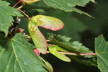 Load image into Gallery viewer, Rocky Mountain Maple | Mini-Grow Kit | The Jonsteen Company