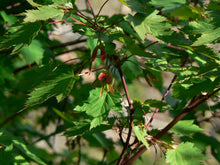 Load image into Gallery viewer, Rocky Mountain Maple | Mini-Grow Kit | The Jonsteen Company