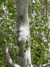 Load image into Gallery viewer, Rocky Mountain Maple | Mini-Grow Kit | The Jonsteen Company