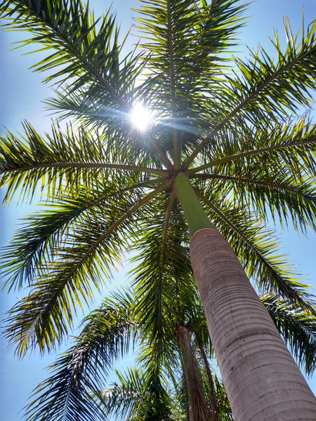 Palm Tree | Royal Palm | The Jonsteen Company