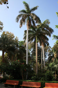 Palm Tree | Royal Palm | The Jonsteen Company