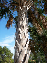 Load image into Gallery viewer, Sabal Palm | Medium Tree Seedling | The Jonsteen Company