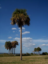 Load image into Gallery viewer, Palm Tree | Sabal Palm | The Jonsteen Company