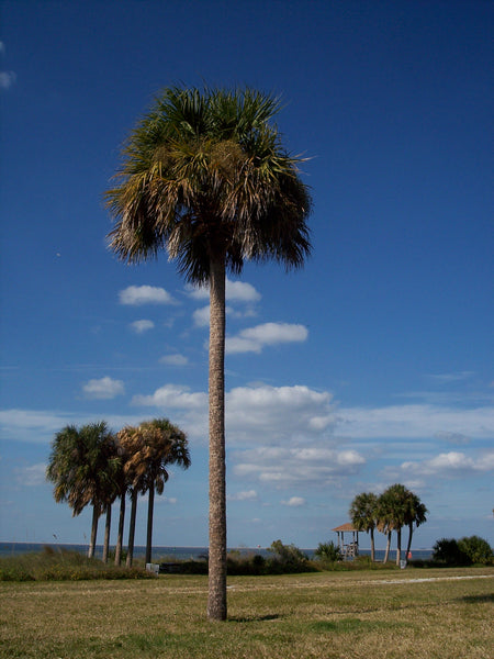 Palm Tree | Sabal Palm | The Jonsteen Company