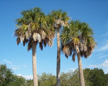 Load image into Gallery viewer, Sabal Palm | Medium Tree Seedling | The Jonsteen Company
