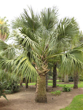 Load image into Gallery viewer, Sabal Palm | Medium Tree Seedling | The Jonsteen Company