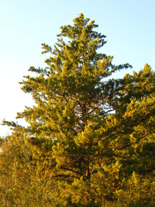 Santa Cruz Cypress | Small Tree Seedling | The Jonsteen Company
