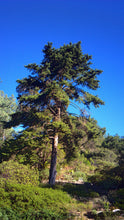 Load image into Gallery viewer, Santa Cruz Cypress | Lot of 30 Tree Seedlings | The Jonsteen Company