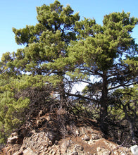 Load image into Gallery viewer, Sargent Cypress | Medium Tree Seedling | The Jonsteen Company