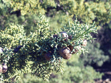 Load image into Gallery viewer, Sargent Cypress | Medium Tree Seedling | The Jonsteen Company