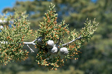 Load image into Gallery viewer, Sargent Cypress | Medium Tree Seedling | The Jonsteen Company