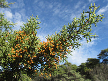 Load image into Gallery viewer, Sargent Cypress | Medium Tree Seedling | The Jonsteen Company