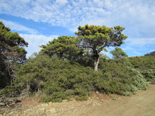 Load image into Gallery viewer, Sargent Cypress | Medium Tree Seedling | The Jonsteen Company