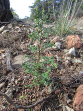Load image into Gallery viewer, Sargent Cypress | Medium Tree Seedling | The Jonsteen Company