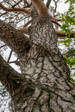 Load image into Gallery viewer, Scotch Pine | Mini-Grow Kit | The Jonsteen Company