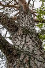 Load image into Gallery viewer, Scotch Pine | Medium Tree Seedling | The Jonsteen Company