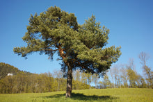 Load image into Gallery viewer, Scotch Pine | Medium Tree Seedling | The Jonsteen Company