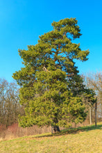 Load image into Gallery viewer, Scotch Pine | Medium Tree Seedling | The Jonsteen Company