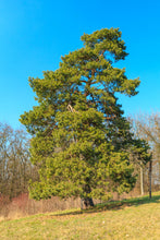 Load image into Gallery viewer, Scotch Pine | Lot of 30 Tree Seedlings | The Jonsteen Company