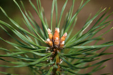 Load image into Gallery viewer, Scotch Pine | Lot of 30 Tree Seedlings