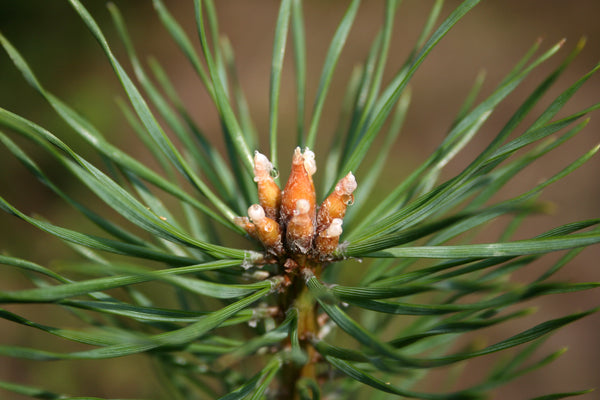 Christmas Tree | Scotch Pine | The Jonsteen Company