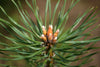 Christmas Tree | Scotch Pine | The Jonsteen Company
