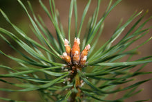 Load image into Gallery viewer, Scotch Pine | Medium Tree Seedling | The Jonsteen Company