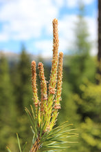 Load image into Gallery viewer, Scotch Pine | Medium Tree Seedling | The Jonsteen Company