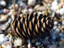 Load image into Gallery viewer, Serbian Spruce | Medium Tree Seedling | The Jonsteen Company