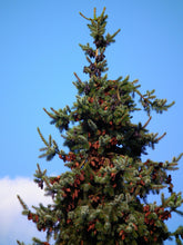 Load image into Gallery viewer, Serbian Spruce | The Jonsteen Company