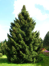 Load image into Gallery viewer, Serbian Spruce | Medium Tree Seedling | The Jonsteen Company
