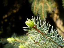 Load image into Gallery viewer, Serbian Spruce | Medium Tree Seedling | The Jonsteen Company
