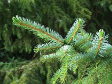 Load image into Gallery viewer, Serbian Spruce | The Jonsteen Company