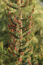 Load image into Gallery viewer, Serbian Spruce | Medium Tree Seedling | The Jonsteen Company
