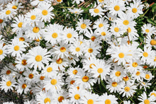 Load image into Gallery viewer, Shasta Daisy | Flower Seed Grow Kit | The Jonsteen Company