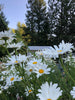 Shasta Daisy | Flower Seed Grow Kit | The Jonsteen Company