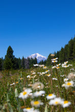 Load image into Gallery viewer, Shasta Daisy | Flower Seed Grow Kit | The Jonsteen Company
