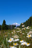 Shasta Daisy | Flower Seed Grow Kit | The Jonsteen Company