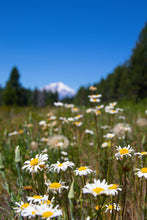 Load image into Gallery viewer, Shasta Daisy | Flower Seed Grow Kit | The Jonsteen Company