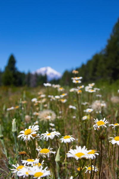 Shasta Daisy | Flower Seed Grow Kit | The Jonsteen Company