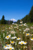 Shasta Daisy | Flower Seed Grow Kit | The Jonsteen Company