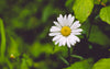 Shasta Daisy | Flower Seed Grow Kit | The Jonsteen Company