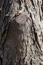 Load image into Gallery viewer, Shellbark Hickory | Medium Tree Seedling | The Jonsteen Company
