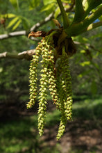 Load image into Gallery viewer, Shellbark Hickory | Medium Tree Seedling | The Jonsteen Company